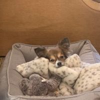 The Pet Oasis ico