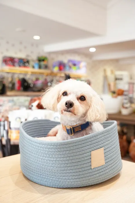 Barkers Dog Boutique Picture 4