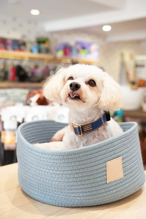 Barkers Dog Boutique Picture 8