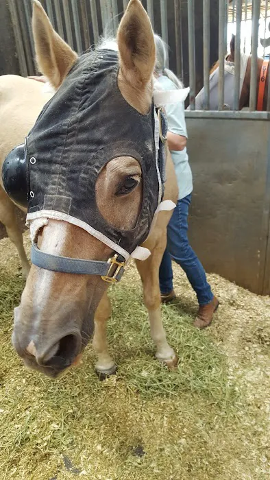 Durango Equine Veterinary Clinic Picture 5