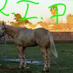Durango Equine Veterinary Clinic