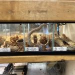 Reptile Island