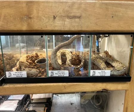 Reptile Island