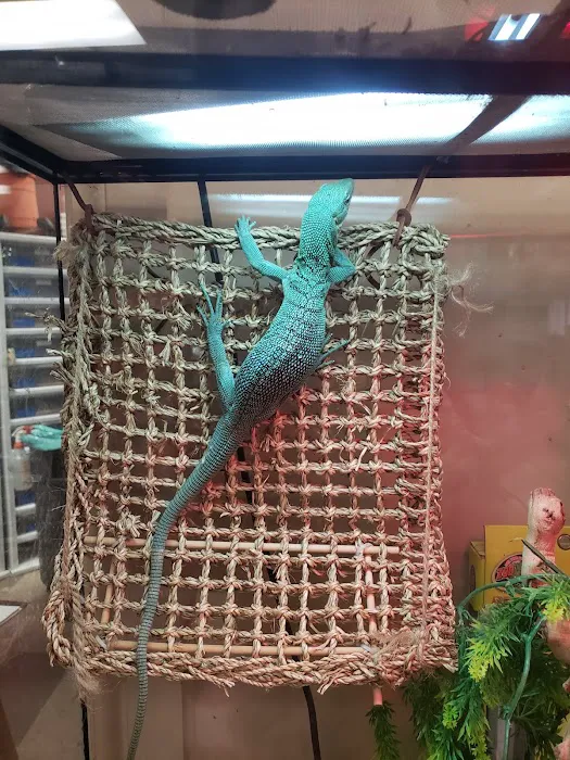 Reptile Island Picture 10