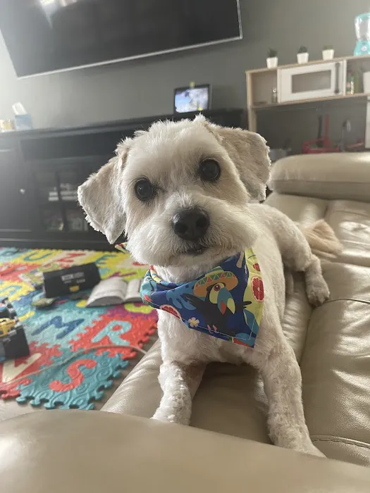 The Good Dog Picture 1