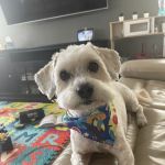 The Good Dog