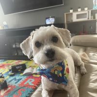 The Good Dog ico