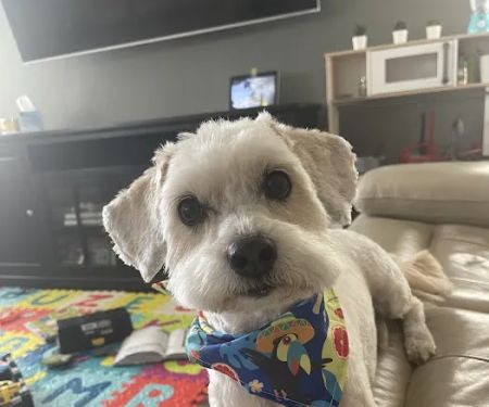 The Good Dog