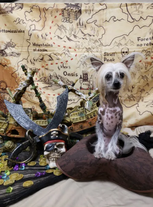 The Good Dog Picture 10