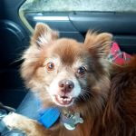 Pet Doctor of Chandler