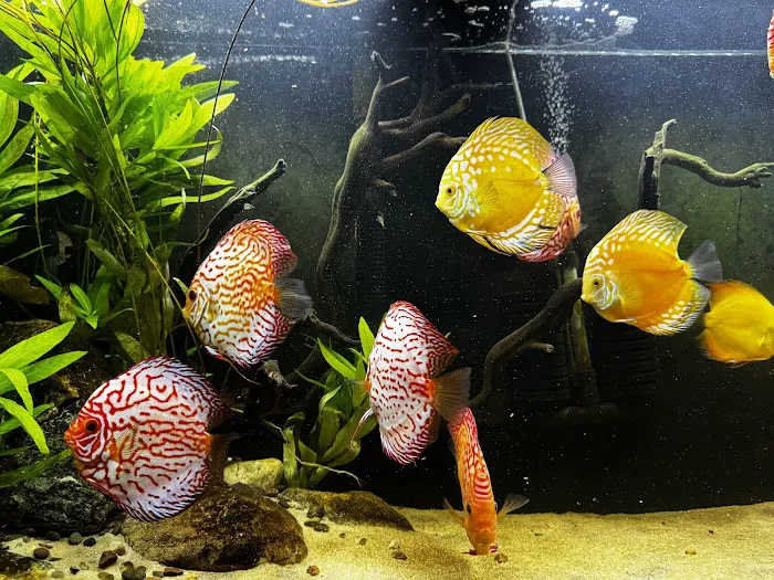 Mermaid Aquariums Picture 4