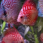 Mermaid Aquariums