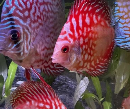 Mermaid Aquariums