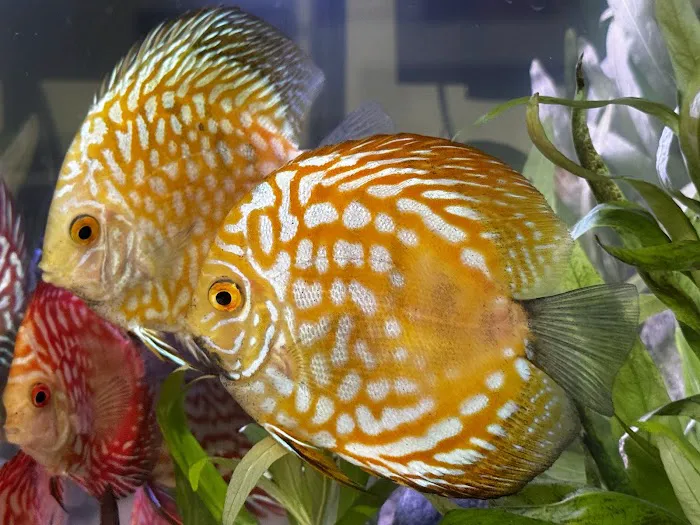 Mermaid Aquariums Picture 3