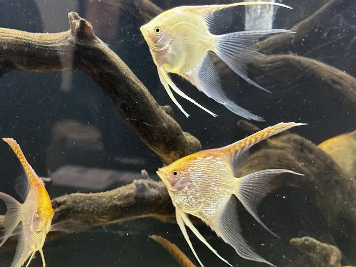 Mermaid Aquariums Picture 5