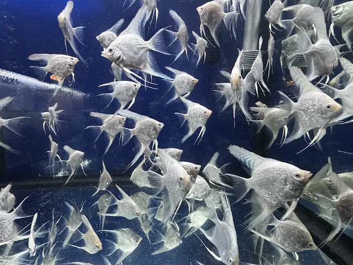 Mermaid Aquariums Picture 6