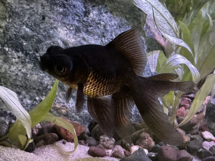 Mermaid Aquariums Picture 7