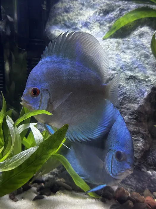 Mermaid Aquariums Picture 9