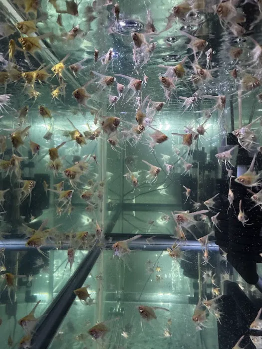 Mermaid Aquariums Picture 10