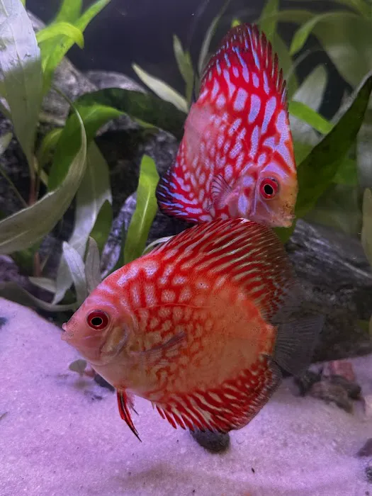 Mermaid Aquariums Picture 8