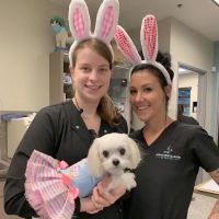 Animal Medical Center of Chandler ico