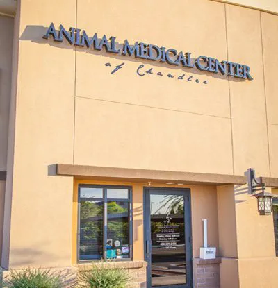 Animal Medical Center of Chandler Picture 8