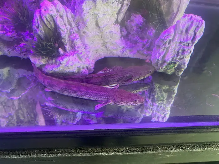 Tropical Reef Fish Store Picture 3