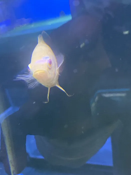 Tropical Reef Fish Store Picture 6