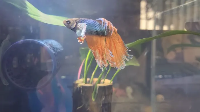 Tropical Reef Fish Store Picture 10