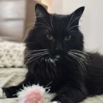 Banfield Pet Hospital