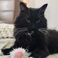 Banfield Pet Hospital ico