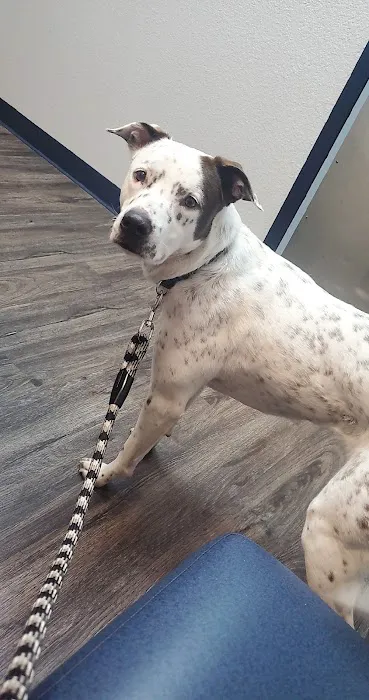 Sun Lakes Chandler Animal Clinic Picture 1