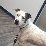 Sun Lakes Chandler Animal Clinic