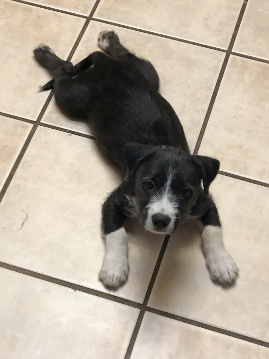 Banfield Pet Hospital Picture 1