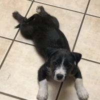 Banfield Pet Hospital ico