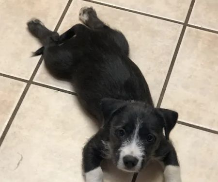Banfield Pet Hospital