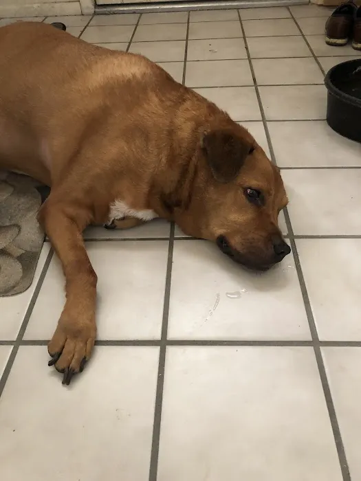 Banfield Pet Hospital Picture 9