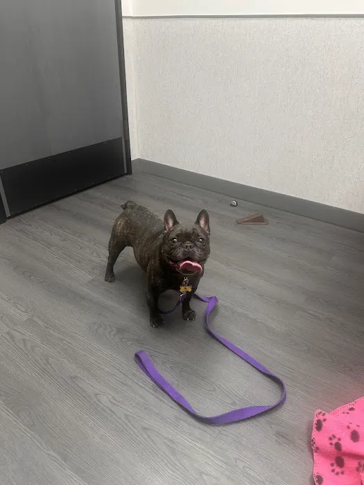VCA Animal Hospitals Urgent Care - Chandler Picture 2