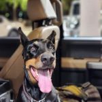 VCA Animal Hospitals Urgent Care - Chandler
