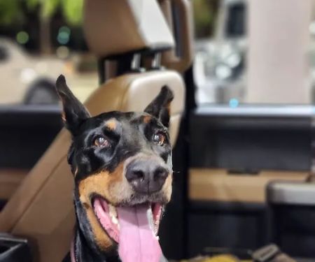 VCA Animal Hospitals Urgent Care - Chandler