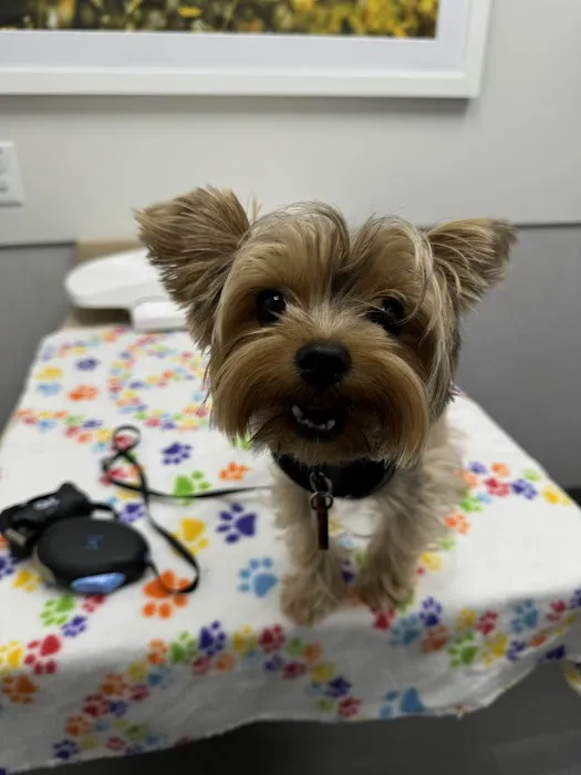 VCA Animal Hospitals Urgent Care - Chandler Picture 7