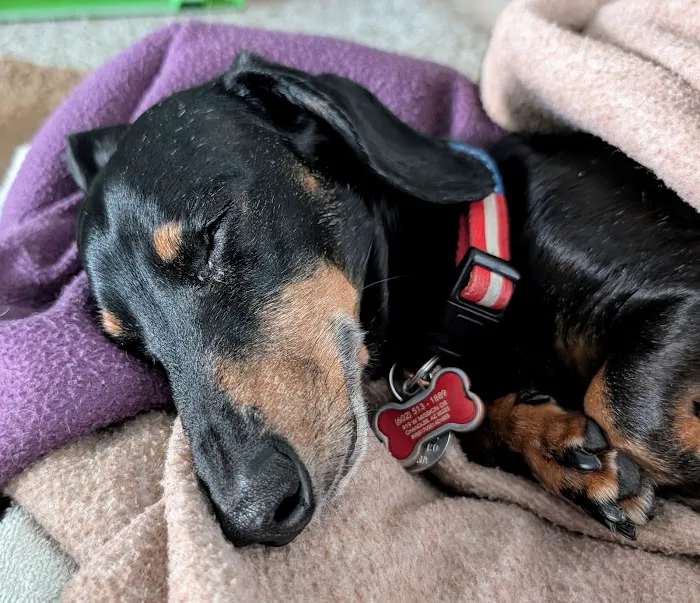 VCA Animal Hospitals Urgent Care - Chandler Picture 4