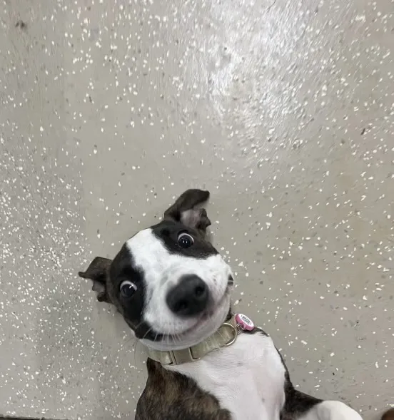 VCA Animal Hospitals Urgent Care - Chandler Picture 3