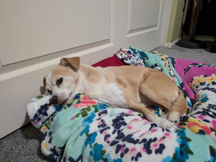 VCA Animal Hospitals Urgent Care - Chandler Picture 6