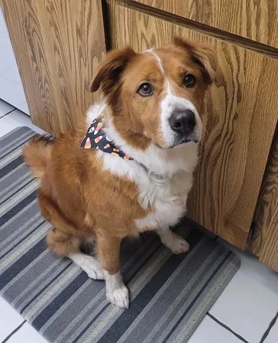 VCA Animal Hospitals Urgent Care - Chandler Picture 10