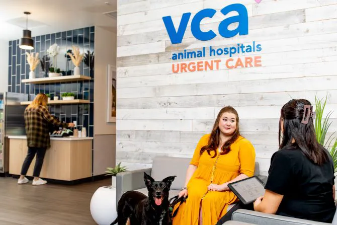 VCA Animal Hospitals Urgent Care - Chandler Picture 8
