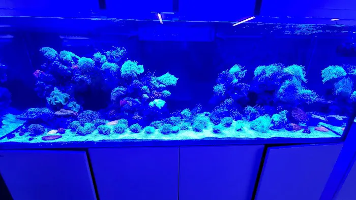 Reef Lounge Norco Picture 9