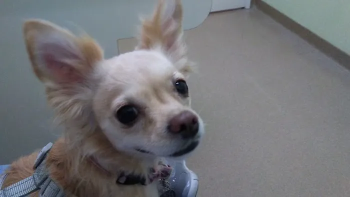 Crossroads Veterinary Hospital Picture 1