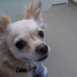 Crossroads Veterinary Hospital