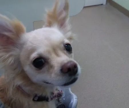 Crossroads Veterinary Hospital